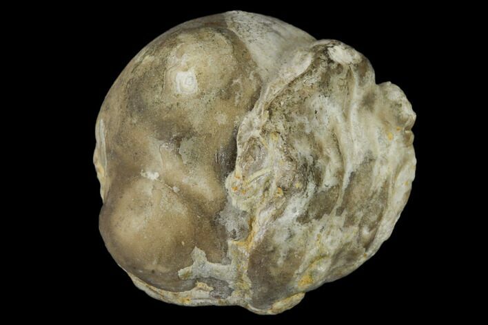 Cretaceous Fossil Pearl - Kansas #114036